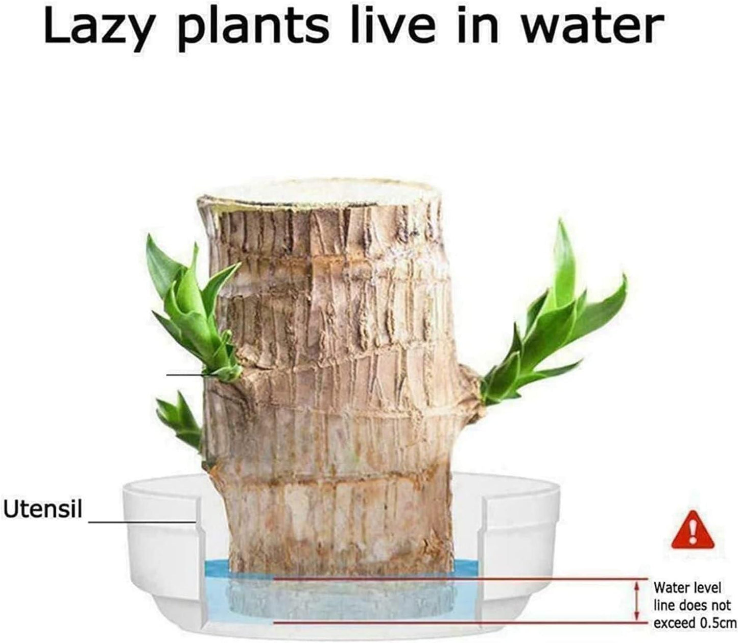 Brazilian Lucky Wood - Mini Home Plant Decorations
