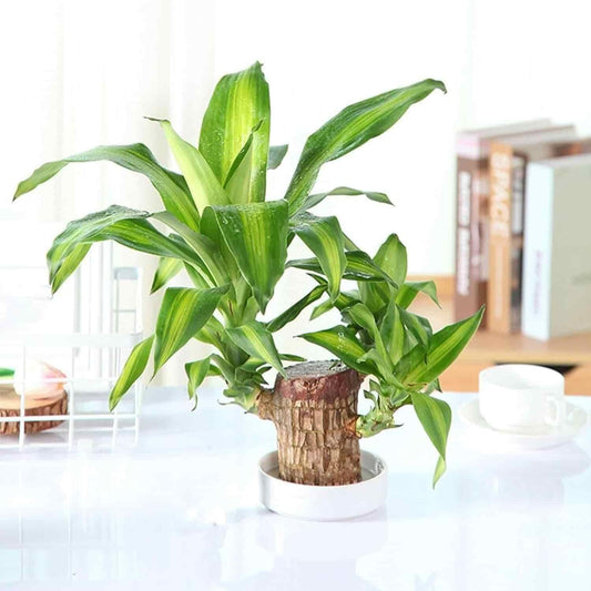 Brazilian Lucky Wood - Mini Home Plant Decorations