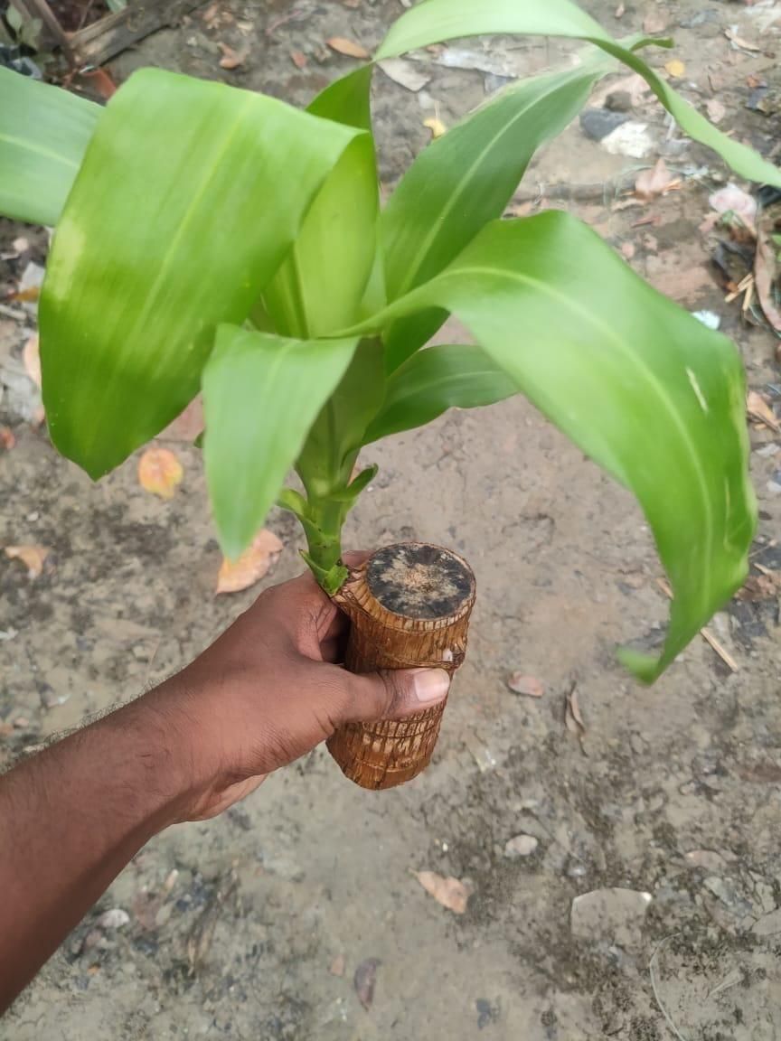 Brazilian Lucky Wood - Mini Home Plant Decorations