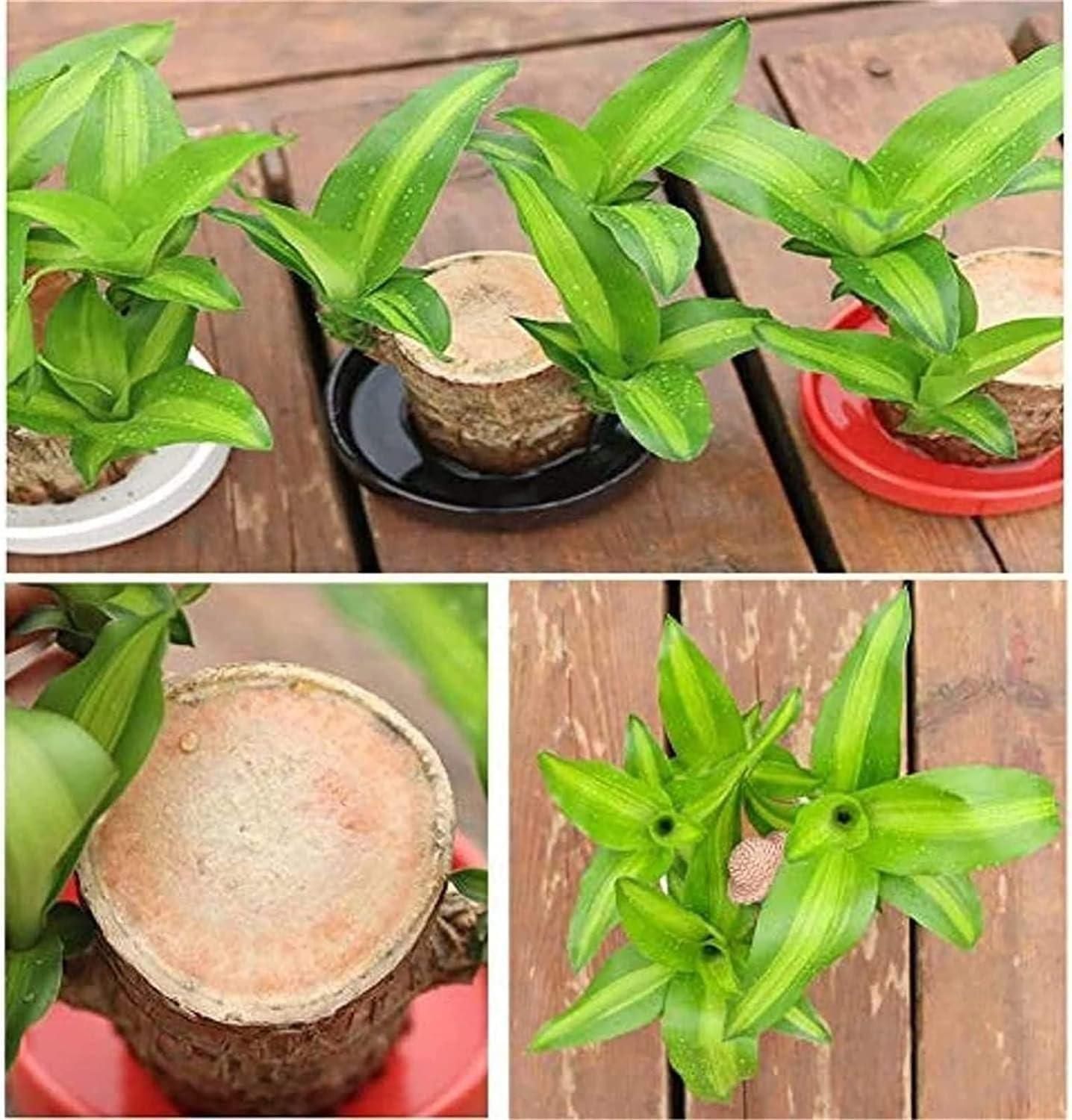 Brazilian Lucky Wood - Mini Home Plant Decorations