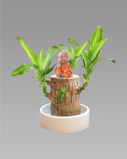 Brazilian Lucky Wood - Mini Home Plant Decorations