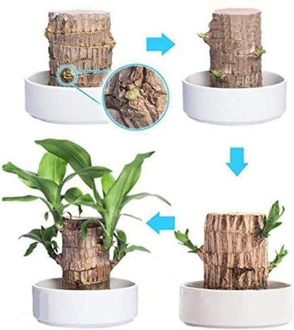 Brazilian Lucky Wood - Mini Home Plant Decorations