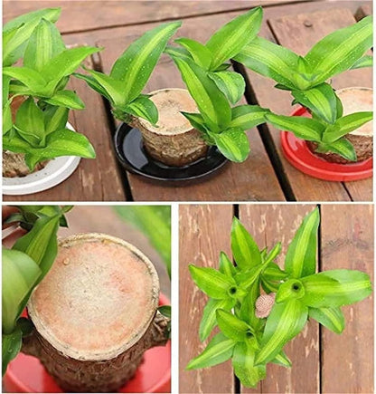 Brazilian Lucky Wood - Mini Home Plant Decorations